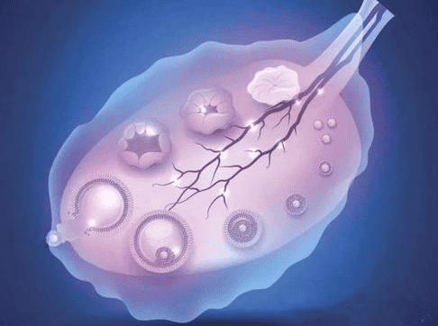 试管婴儿卵巢功能指标amh参考值介绍