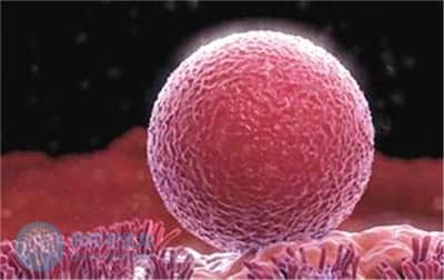 胚胎质量对试管成功率存在哪些因素？如何提高胚胎质量