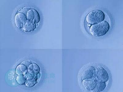 囊胚发育过程是怎样的？受哪些因素的影响？