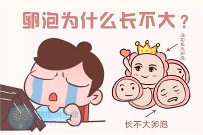 德宏卵泡发育不良跟什么有关？做试管如何解决？