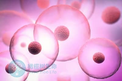 泰安试管婴儿成功率与卵泡的大小存在什么关系？