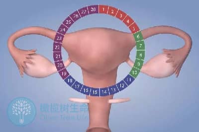 德宏子宫内膜变薄后有哪些危害？是否能做试管婴儿？