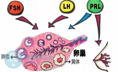 泰安试管婴儿促排期间FSH高对卵泡质量的影响