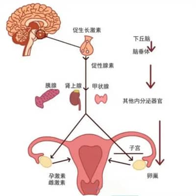 卵子不成熟是由什么原因导致？可以做德宏试管婴儿吗？