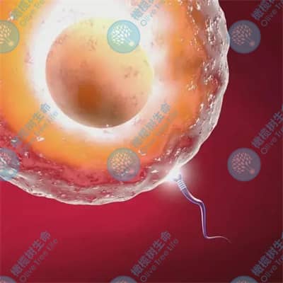 不良情绪是如何对泰国德宏试管婴儿成功率造成影响的？