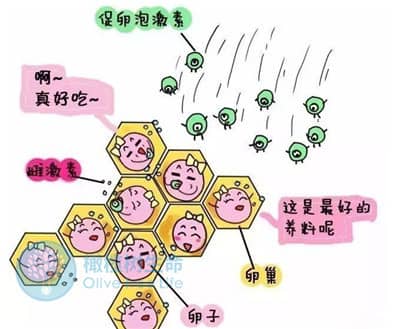 去泰国做七台河试管婴儿：促卵泡生成素偏低影响取卵吗？