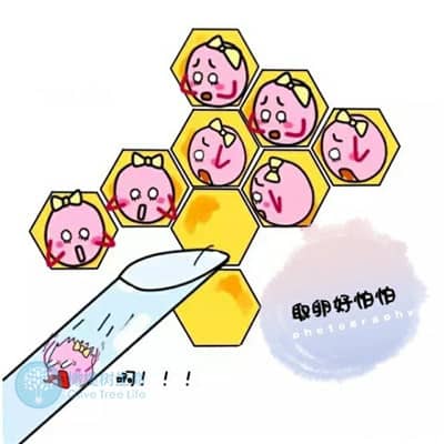内分泌紊乱对泰国德宏试管婴儿成功率有影响吗？
