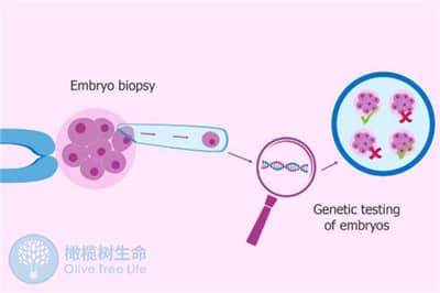 去泰国做七台河试管婴儿，如何预测成功率的高低？