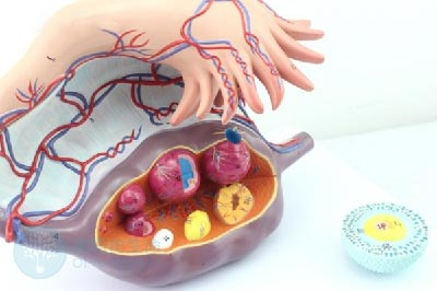 聊聊多囊圈子中流行的肌醇，对泰安试管婴儿有哪些帮助？