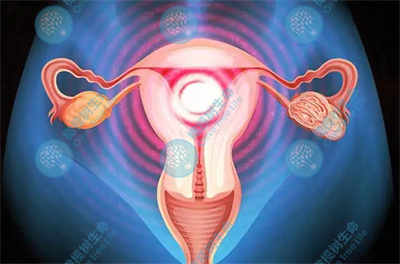 做泰安试管婴儿到底有没有必要养囊？如何提高囊胚培养成功率