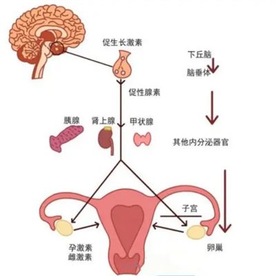 促黄体生成素为何会导致排卵障碍，该如何调理